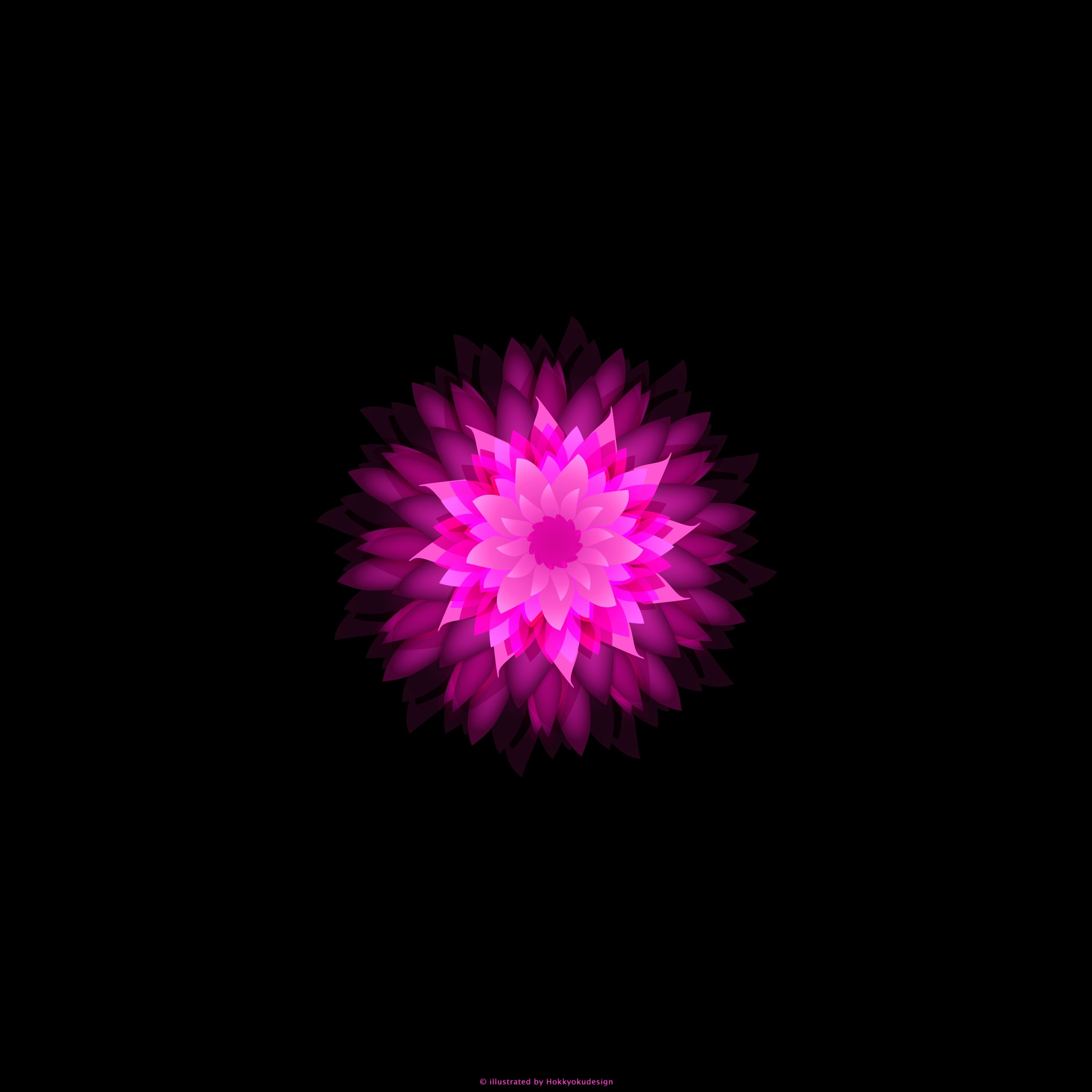 iPhone6,6 Plus用花の壁紙