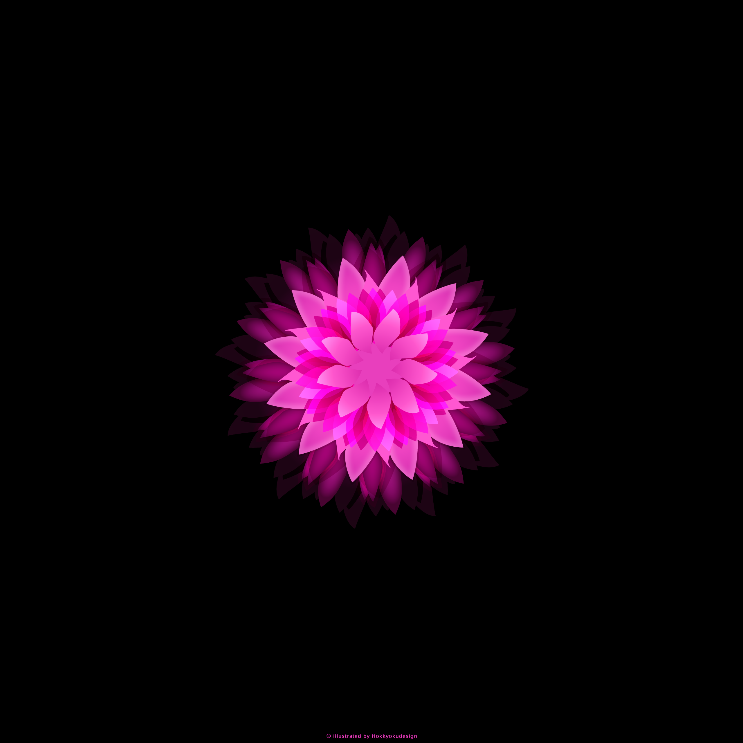 iPhone6,6 Plus用花の壁紙