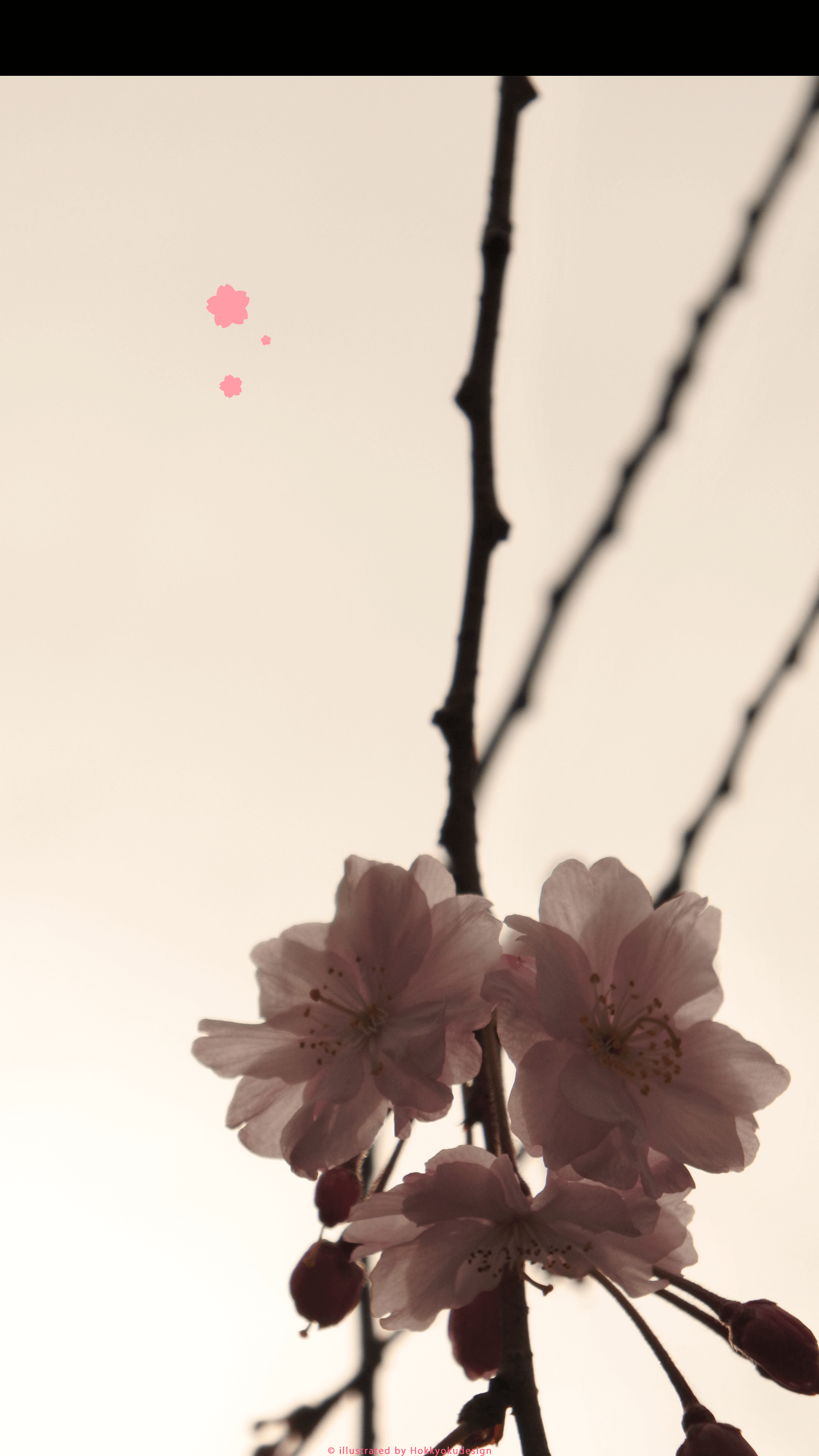 iPhone、Android用桜の壁紙